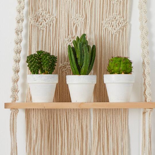 8" Assorted Potted Cactus Plant, 3ct.